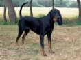 Black and Tan Coonhound